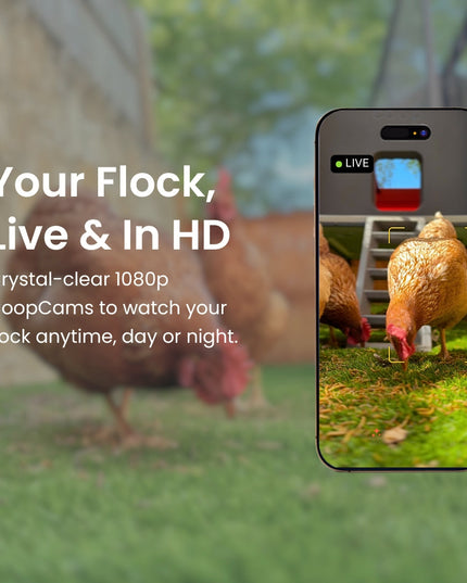 The Smart Coop + Steel Run (+ Free Chicks! 🐣)