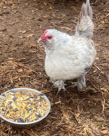 Omega Burst: Omega Rich Treat For Great Eggs & Feathers!