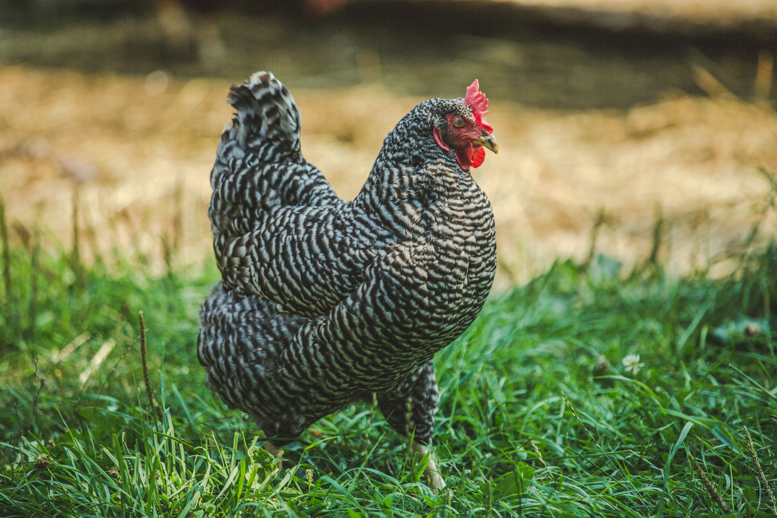 Wise County Chicken Farm photo 2
