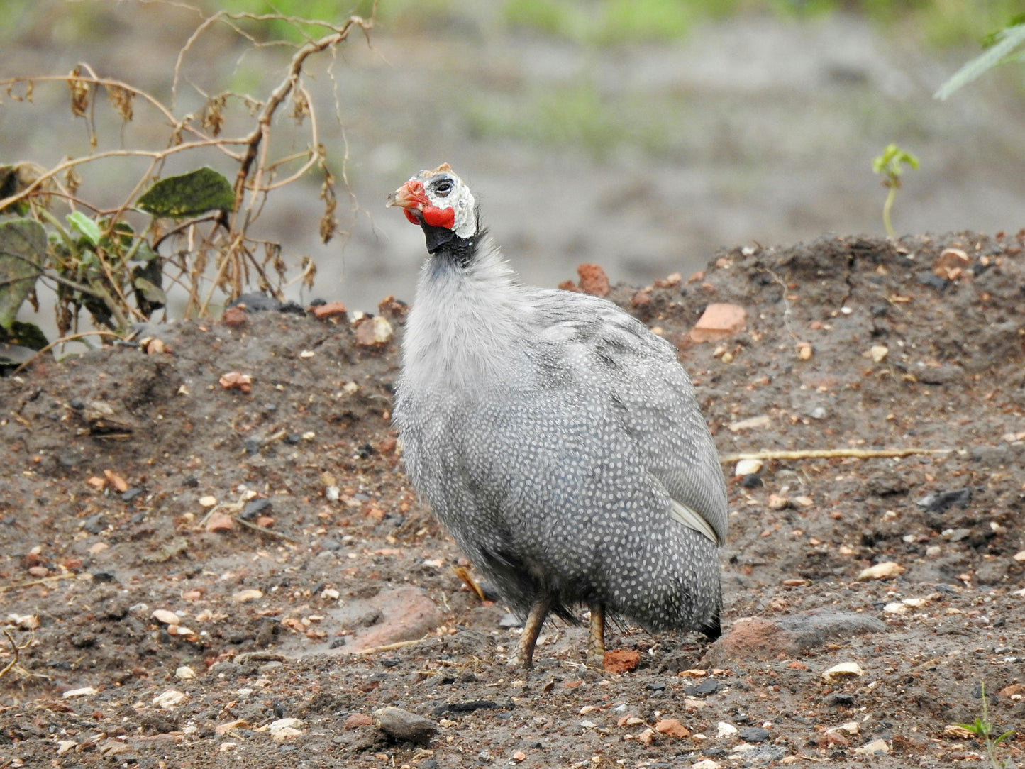 Guineas