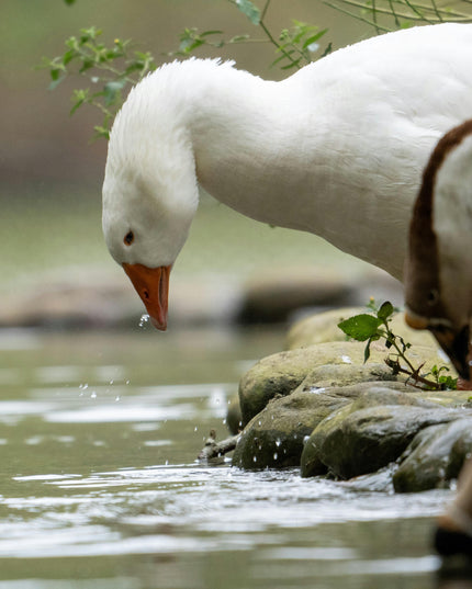 Consultation Services