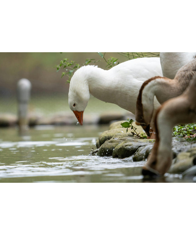 Consultation Services