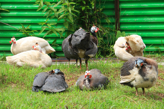 Guineas