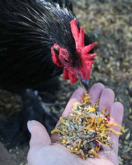 PowerHen (TM) High Protein Treat With Mealworms, Black Soldier Fly Larvae, & Herbs For Backyard Chickens