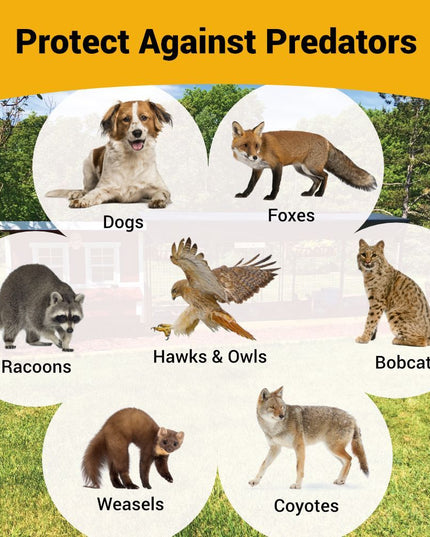 Large Chicken Coop – Houses Up to 15 Chickens