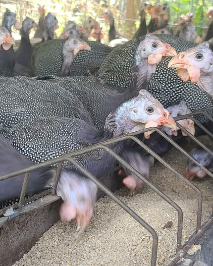 French Pearl Guineas