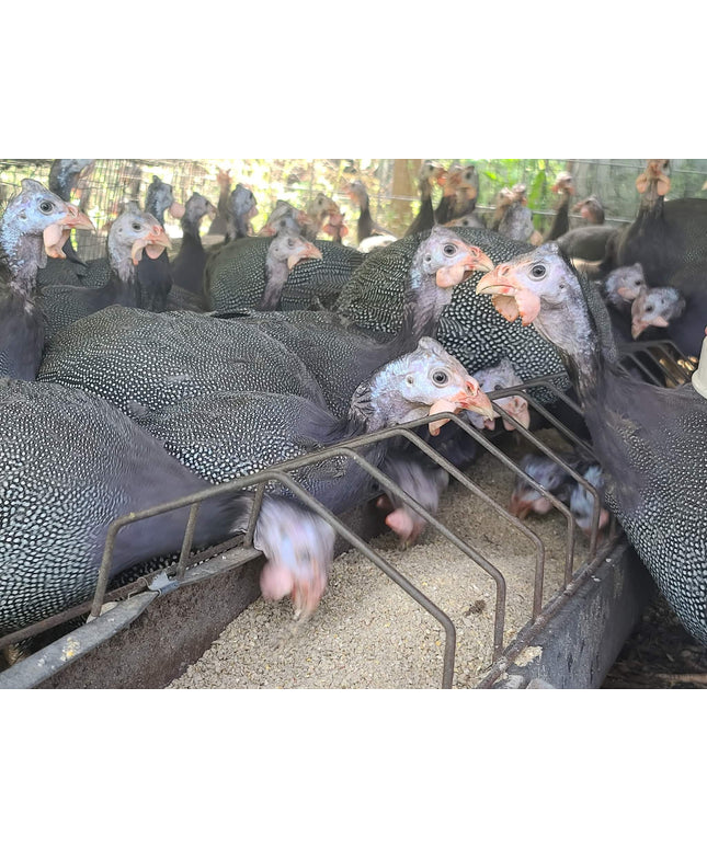 French Pearl Guineas