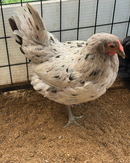 Splash Wyandotte Laying Hen