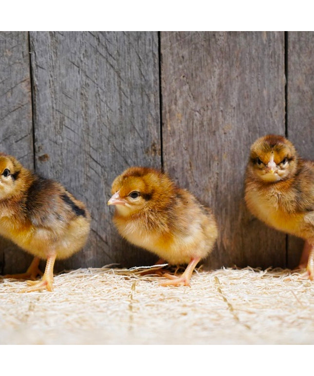 SeaFoam Egger Pullet Chicks
