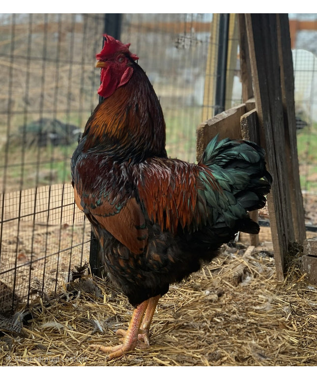 Second Chance Rooster - G.W.