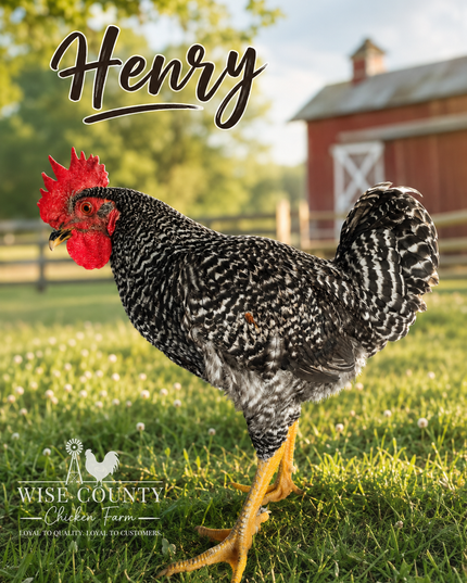 Second Chance Rooster - Henry