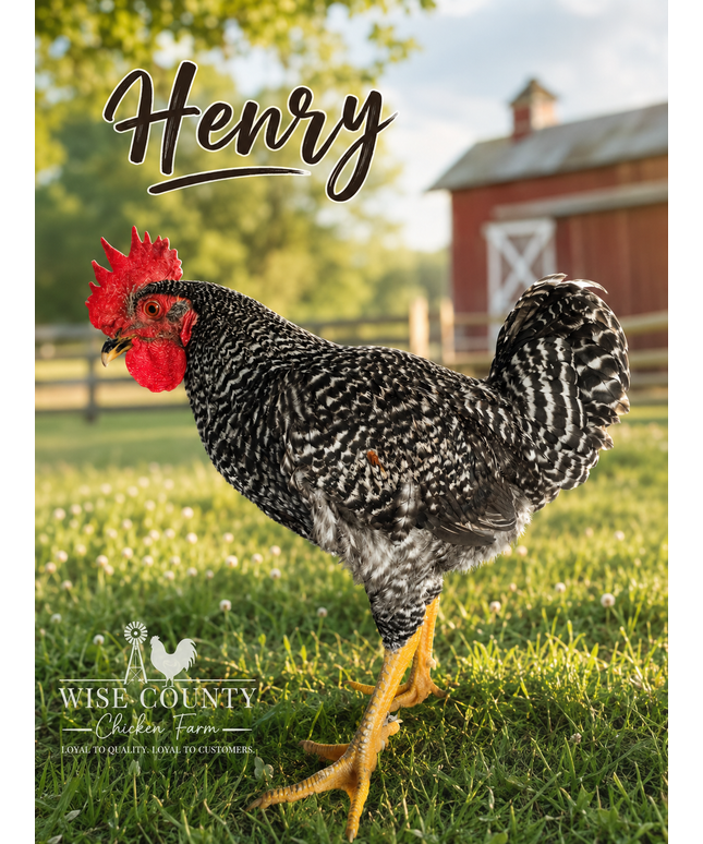 Second Chance Rooster - Henry