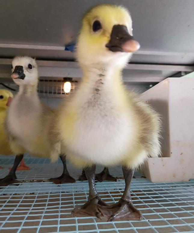 Goslings (Geese) - Hatchery Choice