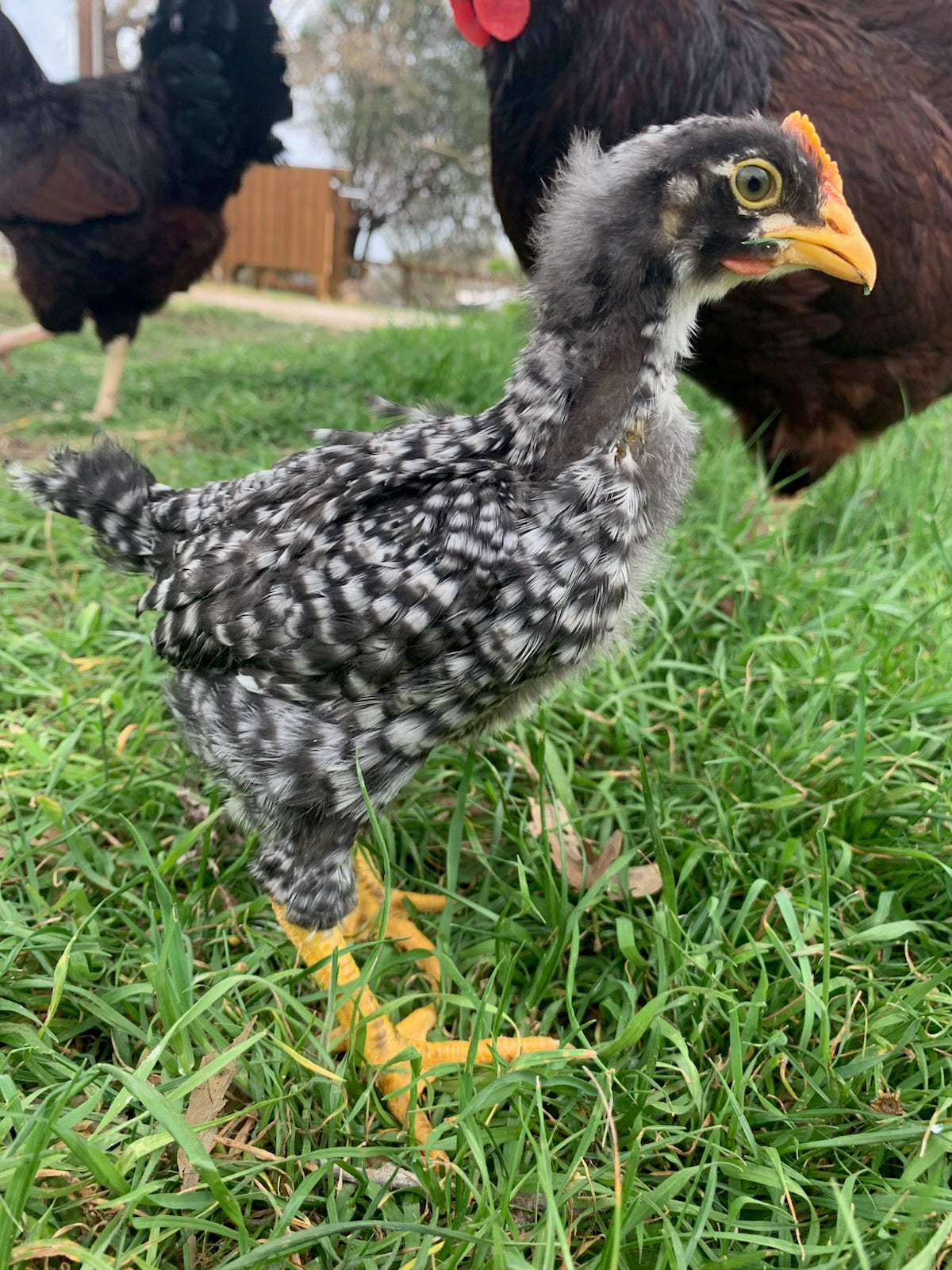 Barred Plymouth Rock Started Pullet Chicks