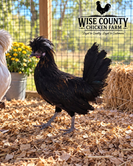 Polish - Roosters