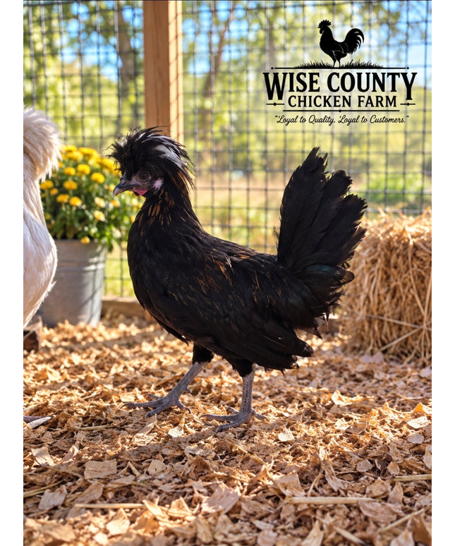 Polish - Roosters