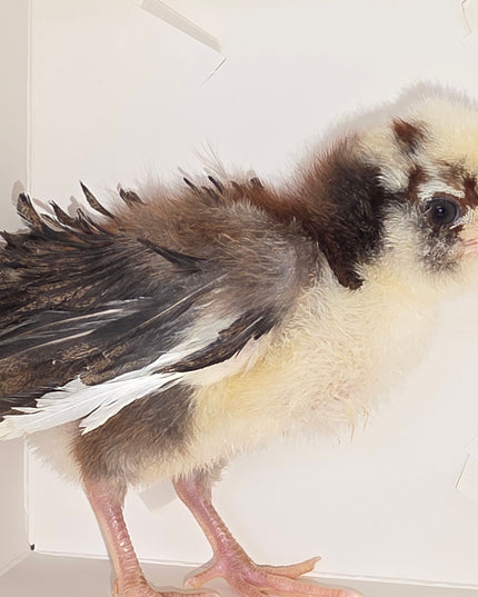 3 Left!! Polish Chicks - Hatchery Choice