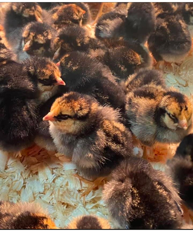 Black Laced Gold Wyandotte Pullet Chicks (Hatch 2.3.2026)
