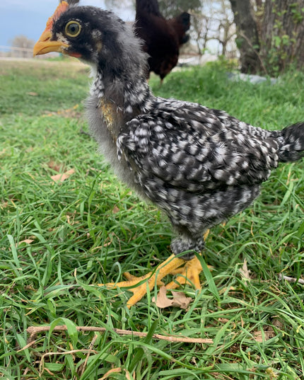 Barred Plymouth Rock Pullet Chicks