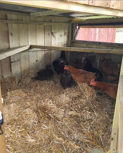 Wise County Chicken Farm Coops 6ft x 6ft