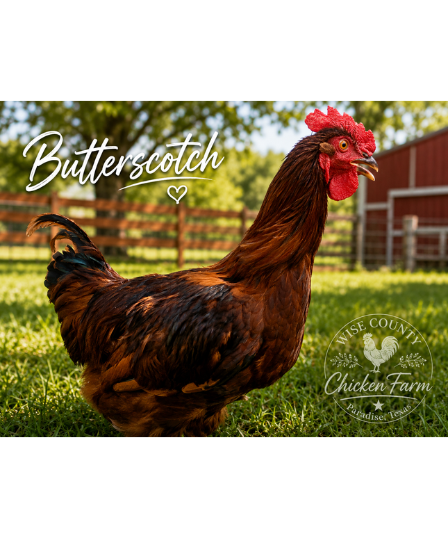 Second Chance Rooster - Butterscotch