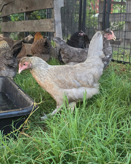 Crested Cream Legbar Started Pullets
