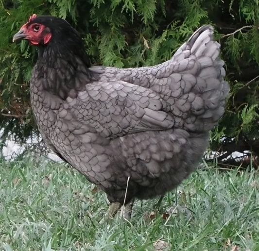1 Left! Blue Jersey Giant Pullets