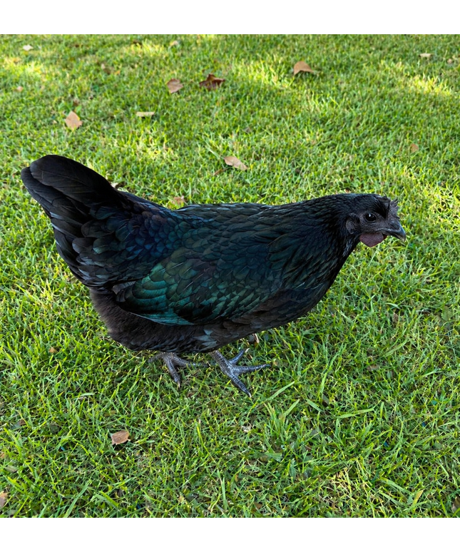 Mystic Onyx Pullets (16 Weeks)