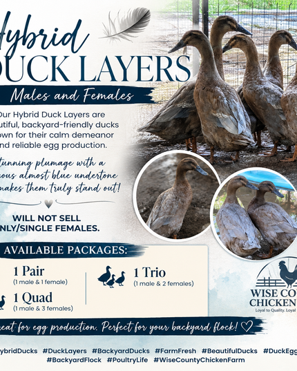 Hybrid Duck Layers