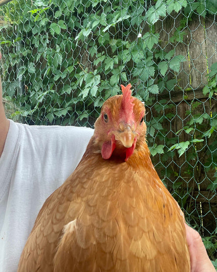 Texas Red Pullets- 18-24 Weeks Old