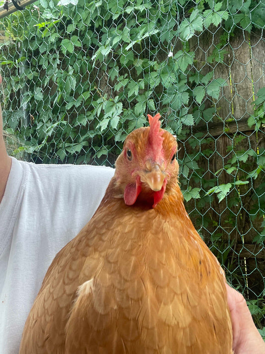 Texas Red Pullets- 18-24 Weeks Old