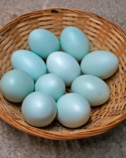 SeaFoam Egger Pullet Chicks