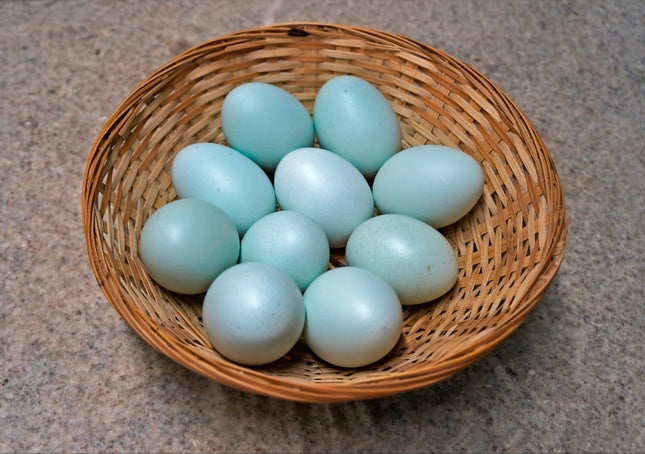 SeaFoam Egger Pullet Chicks