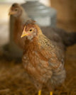 Female - (Hatched 2.6.26)