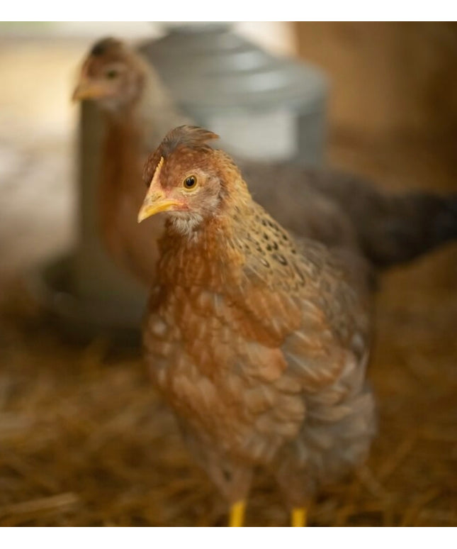 F4 Moss Eggers Started Pullets 5 Mo Old