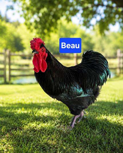Second Chance Rooster - Beau
