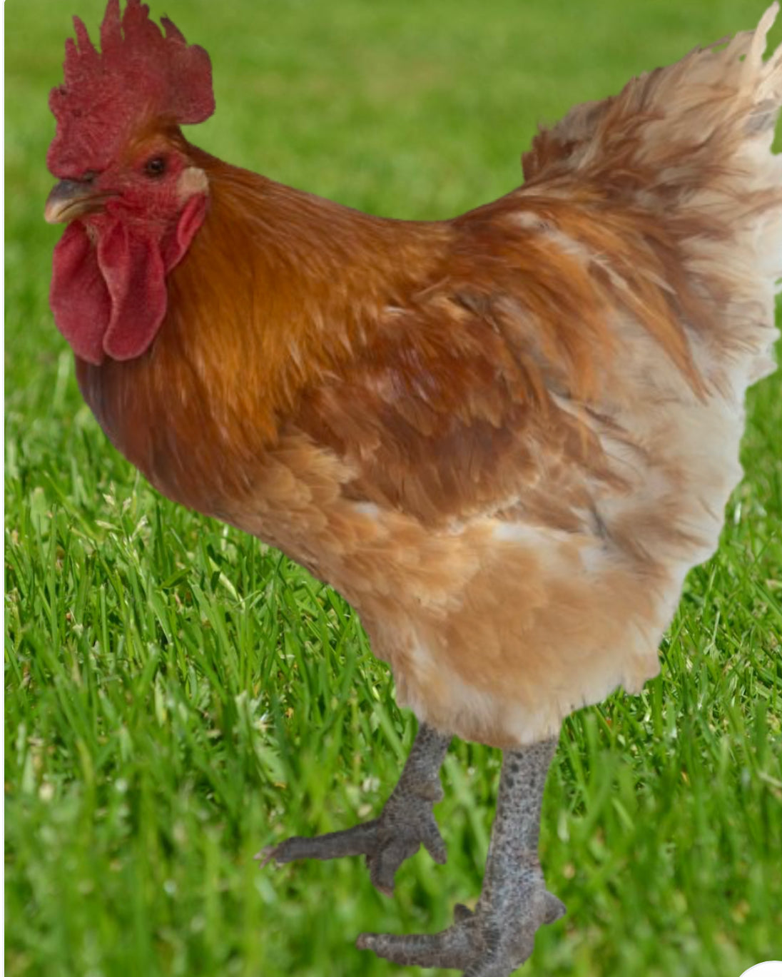 Second Chance Rooster - Tito