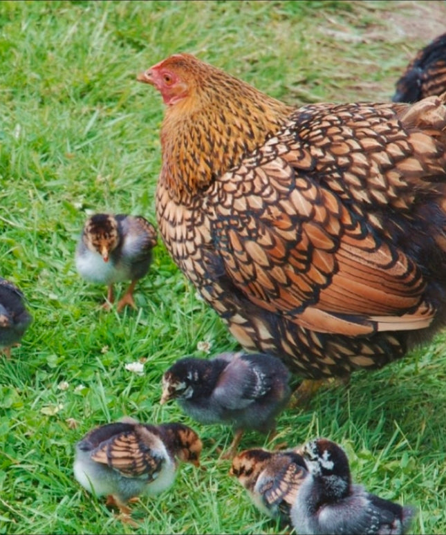 Black Laced Gold Wyandotte Pullet Chicks (Hatch 2.3.2026)