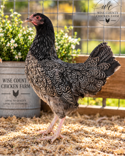 Double Silver Laced Barnevelder