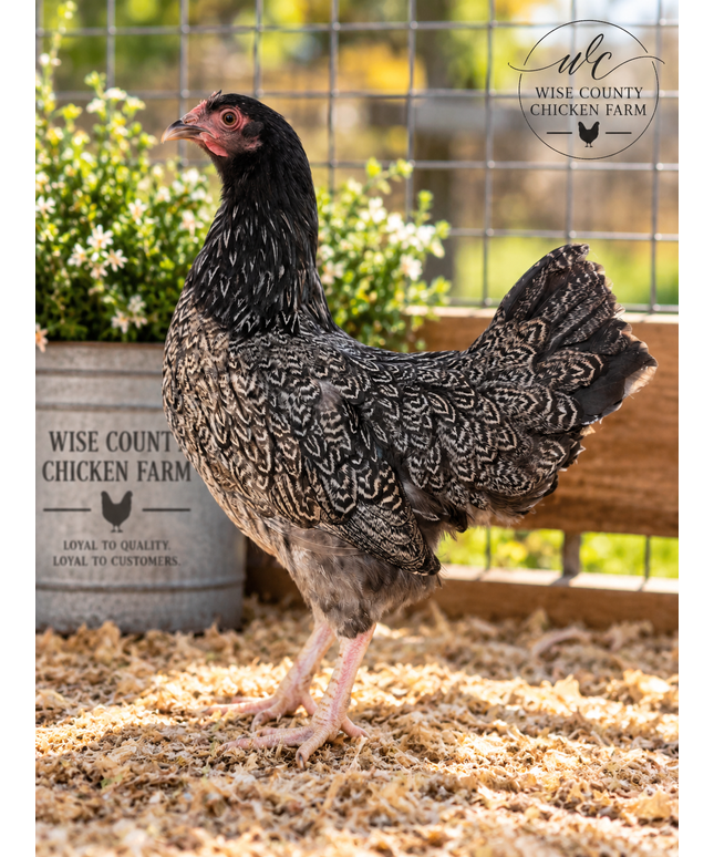 Double Silver Laced Barnevelder