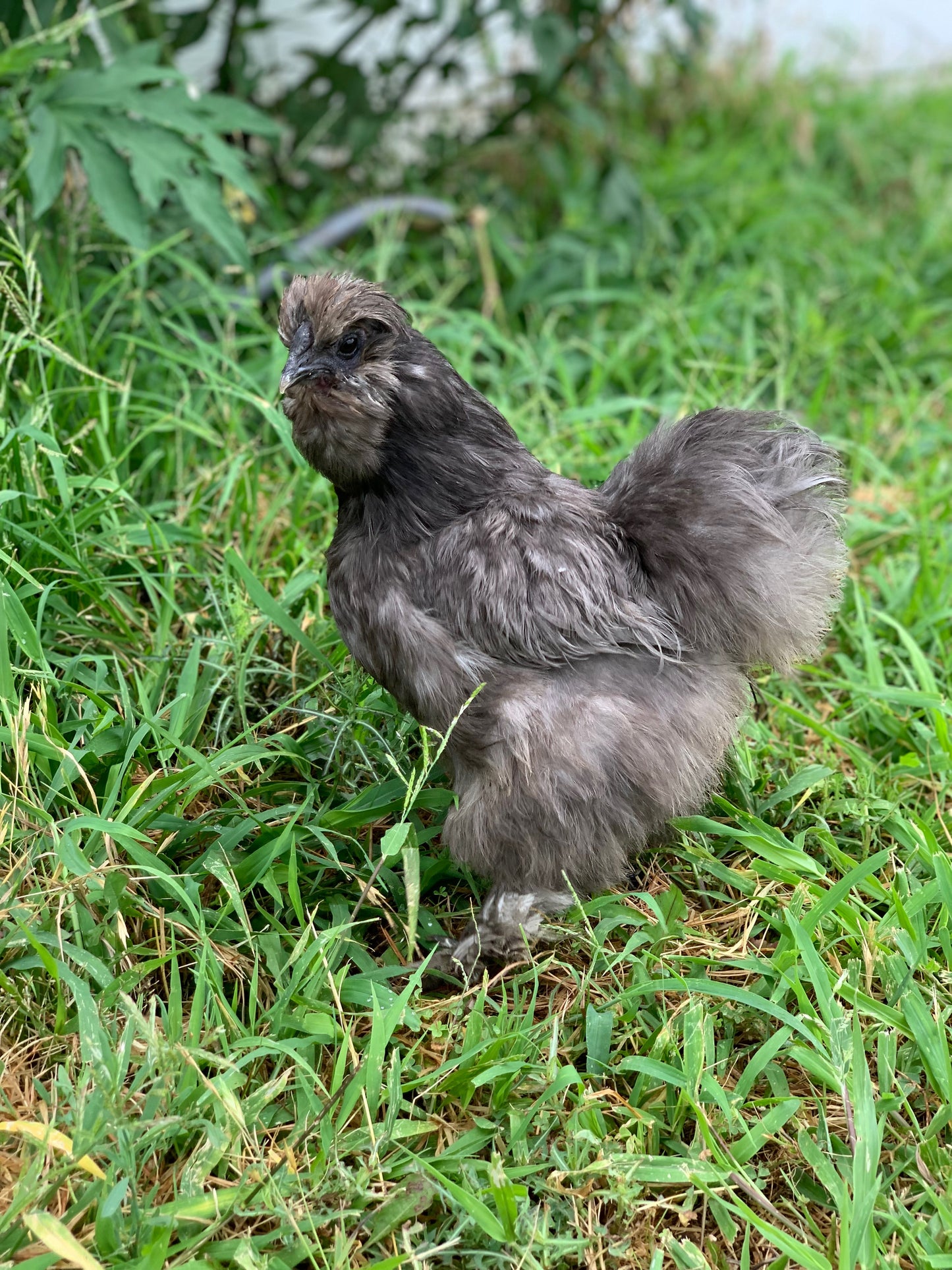 Blue Silkie Hen - 1.5 Yrs Old