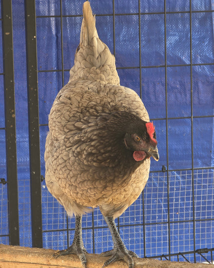 Sapphire Gem Pullets 4.5 Mo Old