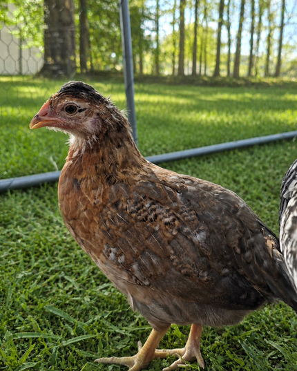 F4 Moss Eggers Started Pullets (15-17) Weeks Old