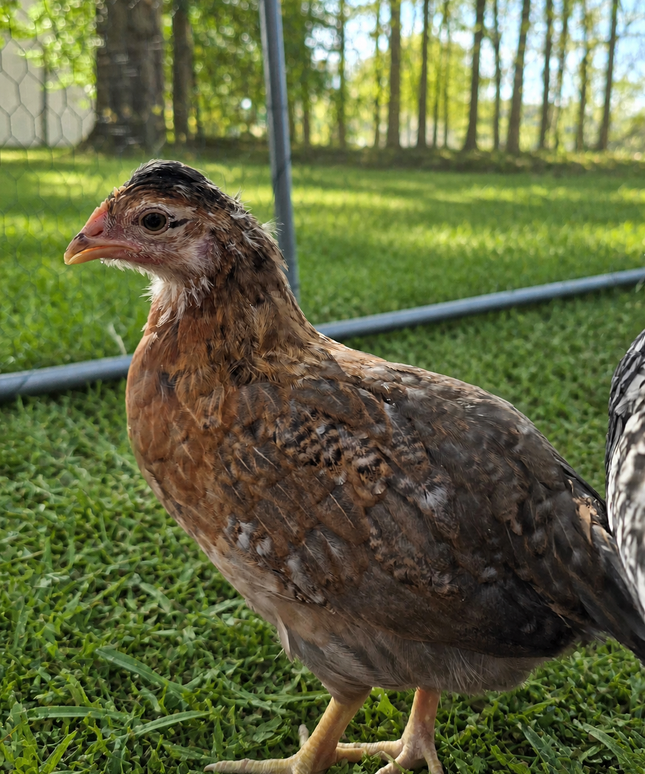 F4 Moss Eggers Started Pullets 5 Mo Old