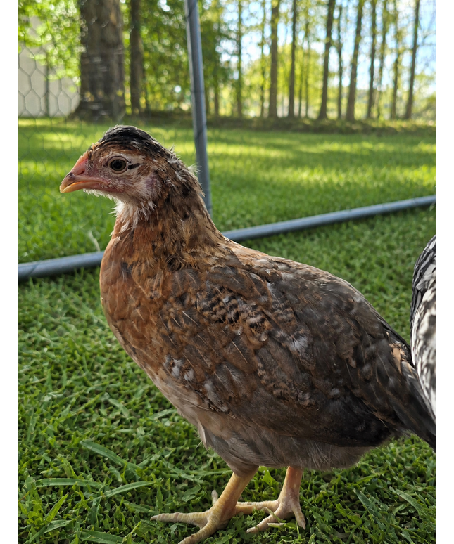 F4 Moss Eggers Started Pullets (15-17) Weeks Old