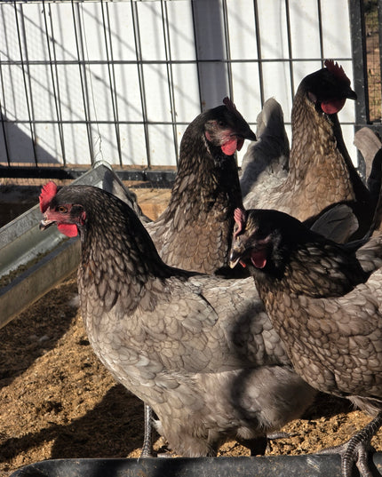 Sapphire Gem Pullets 4.5 Mo Old