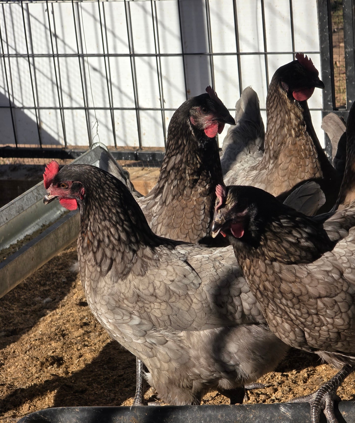 Sapphire Gems Laying Hen