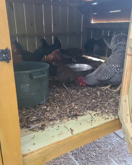 Wise County Chicken Farm Coops 6ft x 6ft