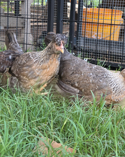 Crested Cream Legbar Started Pullets