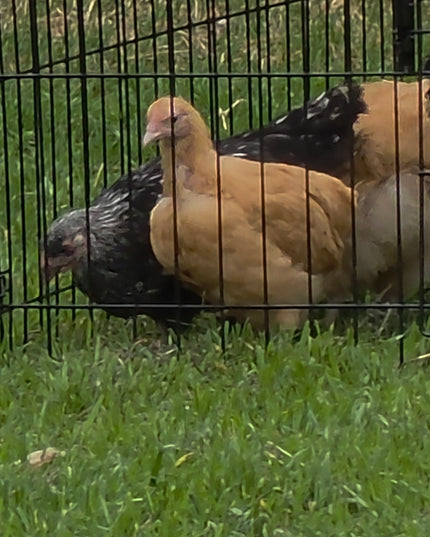 Buff Orpington Started Pullets